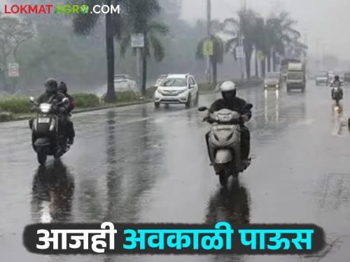 Maharashtra Weather Updates: Changes in the atmosphere; A sheet of fog spread early in the morning. Read IMD report in detail | Maharashtra Weather Updates : वातावरणात बदल; पहाटे धुक्याची चादर पसरली IMD रिपोर्ट वाचा सविस्तर