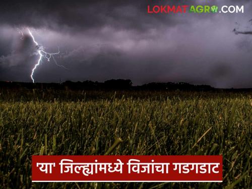 latest news Maharashtra Weather Update: Beware! 40 kmph winds and rain in Maharashtra Read in detail | Maharashtra Weather Update: सावधान! महाराष्ट्रात ४० किमी वेगाचे वारे आणि पाऊस वाचा सविस्तर