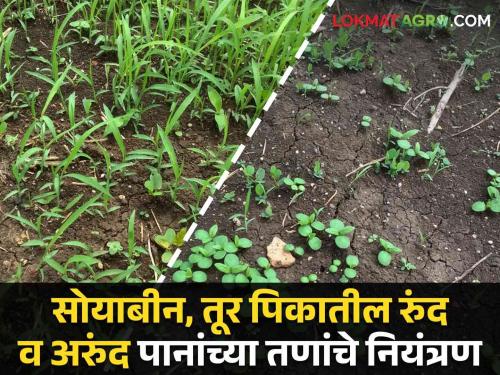 Latest News Control of Broad and Narrow Leaf Weeds in Soybean and Tur Crops, Read Details | Crop Management : असे करा सोयाबीन व तूर पिकातील रुंद व अरुंद पानांच्या तणांचे नियंत्रण, वाचा सविस्तर