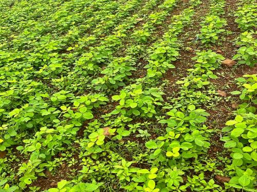 Herbicide rotation and weed control | तणनाशके फेरपालट आणि तण नियंत्रण