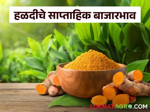 Latest News Halad Market how was turmeric price last week Read in detail  | Halad Market : हळदीची आवक वाढली, मागील आठवड्यात दर कसे होते? वाचा सविस्तर 