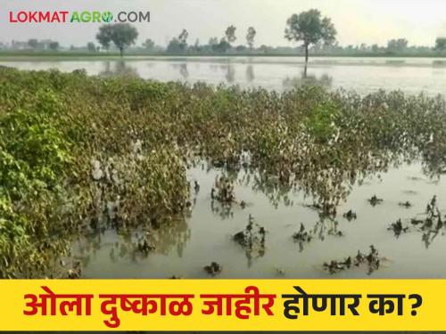 Wet Drought: Water in the field; More than average rain, wet drought! Read in detail  | Wet Drought : पाणी रे पाणी शेतात; सरासरीपेक्षा जास्त पाऊस, ओल्या दुष्काळाचे सावट! वाचा सविस्तर 