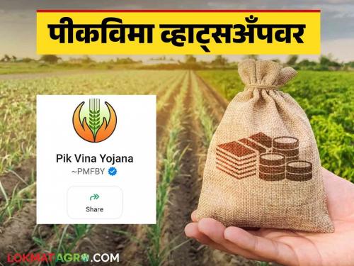 Latest News Pmfby WhatsApp Number Just save number and check Pik vima crop insurance status on WhatsApp | Pmfby WhatsApp Number : केवळ नंबर सेव्ह करा अन् पिकविम्याचे स्टेटस व्हॉट्सॲपवर पहा