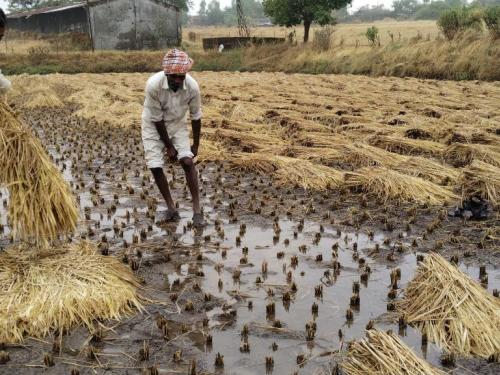 'Everything that was sown has gone, the untimely rain has taken away everything! Anxious reaction of the farmer of Nashik | 'जे पेरलं ते सगळं गेलं, अवकाळी पावसाने सर्वच हिरावलं! नाशिकच्या शेतकऱ्याची उद्विग्न प्रतिक्रिया