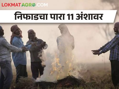 Niphad recorded the lowest temperature today at 11.2 degrees Celsius | निफाड तालुका गारठला, 11.2 अंश तापमानाची नोंद 