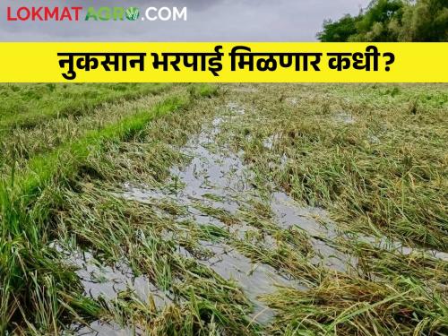 Latest news Awaiting compensation for crop damage due to unseasonal rains | हिवाळ्यातील पीक नुकसानभरपाईची रक्कम पावसाळ्यात मिळणार का साहेब? शेतकऱ्यांचा सवाल 