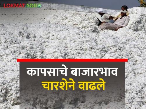 Cotton market price boom | कापुस बाजारभावात तेजी आल्याने शेतकऱ्यांना दिलासा