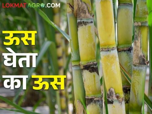 Standing in the sugarcane field! Sugarcane does not go even when there are economic challenges | ऊस शेतातचं उभा ! ऊस कारखान्याला देण्यासाठी शेतकऱ्यांची दमछाक