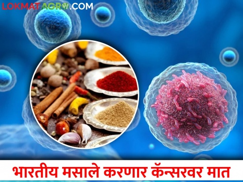IIT-Madras researchers get patent: Spices can be a boon against cancer | आयआयटी-मद्रासच्या संशोधकांनी मिळविले पेटंट : मसाले ठरणार कॅन्सरवर वरदान