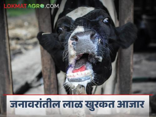 Foot and mouth disease (FMD) : Symptoms and remedies | पशुधनातील लाळ खुरकत आजार FMD : लक्षणे आणि उपाय