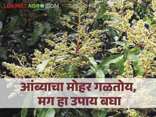 Organic measures to prevent mango rot | आंब्याचा मोहर गळू नये म्हणून केल्या जाणाऱ्या सेंद्रिय उपाययोजना
