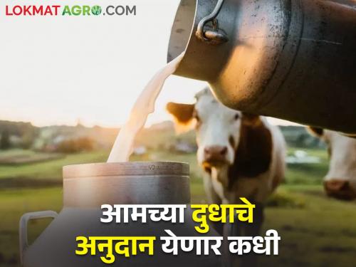 Subsidy for cow's milk; But no proposal is approved! | गायीच्या दुधासाठी अनुदान; मात्र एकही प्रस्ताव मंजूर नाही !