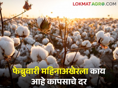 Know about Market price of cotton in the state | जाणून घ्या : राज्यातील कापसाचे बाजार भाव