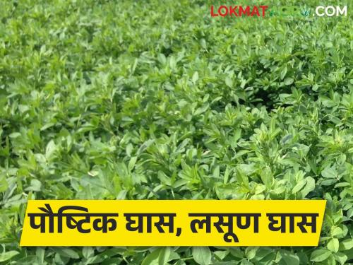 Forage crop to be harvested! Then do this protein rich grass | चारा पीक घ्यायचे आहे ! मग हा प्रथिने युक्त घास करा