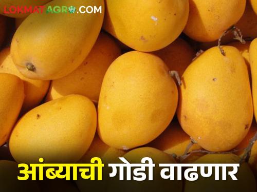 Mango entered Marathwada market; green mango are expensive | मराठवाड्याच्या बाजारात आंबा दाखल; कैर्‍या महागल्या