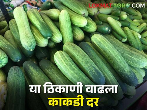 Know the market price of cucumber from Marathwada to Mumbai | मराठवाडा ते मुंबई जाणून घ्या काकडीचे बाजारभाव