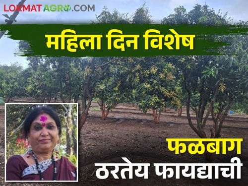 guaranteed income for farmer from kesar mango orchard | केशर आंब्याने दिली हमी; फळबाग येतेय शेतकर्‍यांच्या कामी
