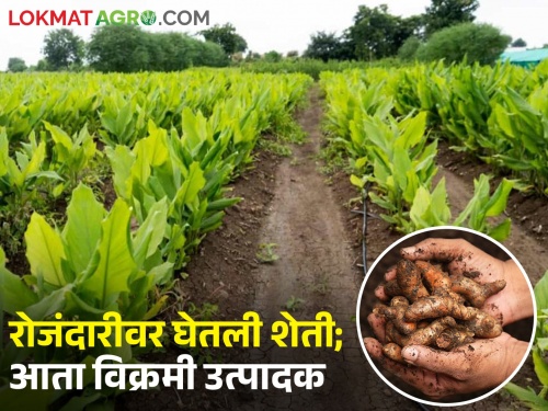 Success Story: The farmer of Parbhani did not make noise in turmeric and ginger | Success Story : हळद आणि आल्यात या परभणीच्या शेतकर्‍याचा नाद नाही करायचा