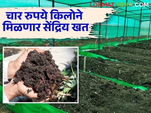 Use this fertilizer for agriculture and grow organic crops | शेतीसाठी हे खत वापरा आणि सेंद्रिय पीक पीकवा