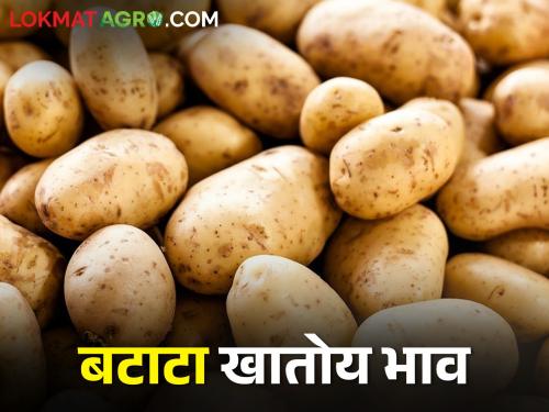 Potato rate revision at the end of the week; Read what the price is getting | आठवड्याच्या शेवटला बटाटा दरात सुधारणा; वाचा काय मिळतोय भाव