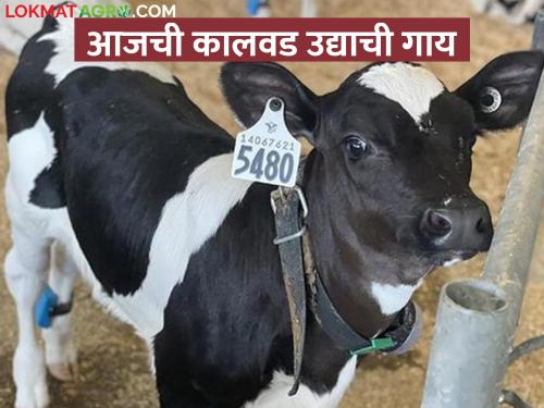 Follow this plan if you want to create a house cow; Calf rearing | घरची गाय तयार करायची मग हे नियोजन पाळा; कालवड संगोपन