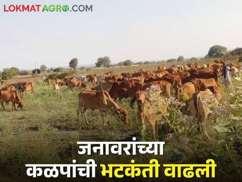 The fodder water problem for the next three months is becoming serious; Anxiety in the cattle parents | येणार्‍या तीन महिन्यांचा चारा पाणी प्रश्न होतोय गंभीर; पशुपालकात चिंता