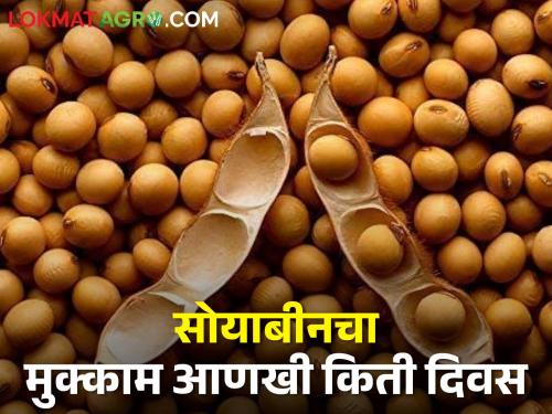 Farmers say; Until then, the beans will stay indoors | शेतकरी म्हणतात; तो पर्यंत सोयाबीन घरातच राहणार