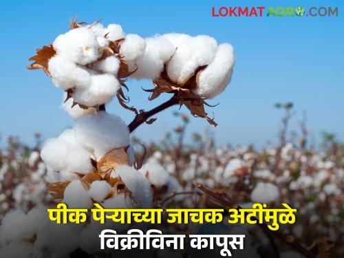 Farmers' cotton stuck in CCI rules and conditions | सीसीआयच्या नियम, अटीत अडकला शेतकऱ्यांचा कापूस