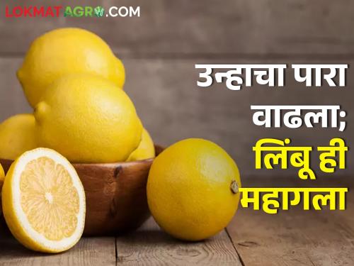 Market price of lemon from Jalgaon to Bhusawal increased; Fewer sellers | जळगाव ते भुसावळ लिंबूच्या बाजारभावात तेजी; आवक कमीच