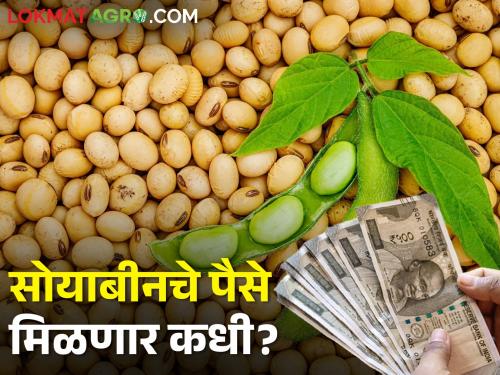 When is the payment of 1.64 crores for soybean purchase of Nafed? Farmers in financial trouble | नाफेडच्या सोयाबीन खरेदीचे १.६४ कोटींचे पेमेंट केव्हा? शेतकरी आर्थिक अडचणीत