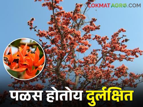 The artificial color of Holi has brought distance from nature | होळीच्या कृत्रिम रंगाने आणला निसर्गाशी दुरावा