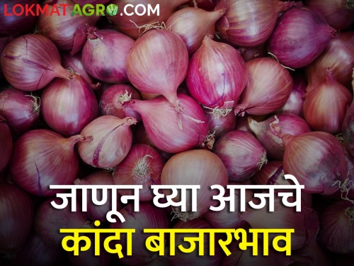 Kolhapur to Umrane What is the market price of onion today; Read in detail | कोल्हापूर ते उमराणे काय मिळाला आज कांद्याला बाजारभाव; वाचा सविस्तर