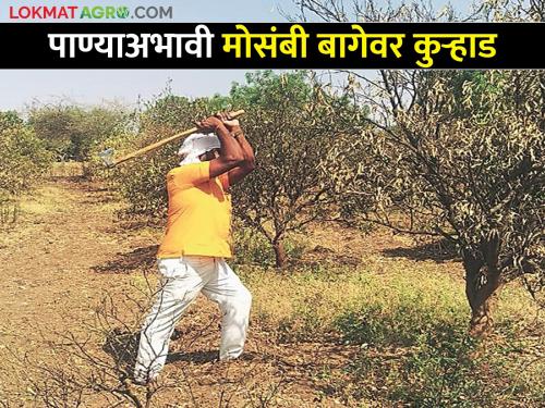 Inflammation of drought: Efforts and expenses are also wasted | दुष्काळाची दाहकता : मेहनतीसह खर्चही गेला वाया