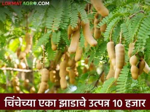 Sweet and sour tamarind price high in Telangana; Rate of rupees nine thousand per quintal | आंबटगोड चिंच तेलंगणात खातेय भाव; प्रतीक्विंटल नऊ हजार रूपयांचा दर