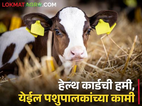 livestock farmer make health cards for your calves; It will be a big benefit | पशुपालकांनो तुमच्या वासरांचे हेल्थ कार्ड बनवा; होईल मोठा फायदा