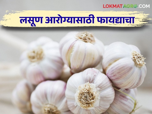 Regular consumption of garlic will remove cancer and diabetes | लसणाच्या नियमित सेवनाने कॅन्सर अन् मधूमेह होईल दूर
