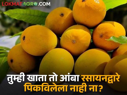 Juicy yellow mangoes in the market; Doubts among consumers about quality | रसरशीत पिवळा आंबा बाजारात; दर्जाबाबत ग्राहकांत शंका