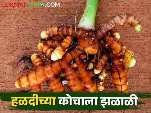 The cost of harvesting turmeric will be borne by the roots; Rates better than last year | हळद काढणीचा खर्च कोचावर निघेल; गतवर्षीपेक्षा दर चांगले