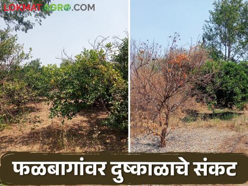 The temperature of summer began to rise, the orchards began to fall | उन्हाचा पारा चढू लागला, फळबागा माना टाकू लागल्या