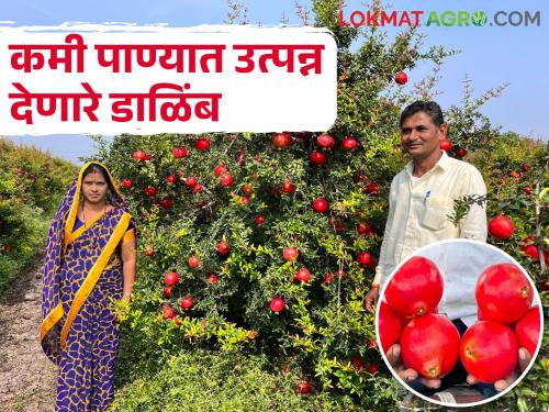 Low water pomegranates from an exportable farmer in Marathwada | भगवानरावांची मोसंबी जळाली, पण जिद्दीनं डाळिंब पिकवले अन् निर्यातही केले