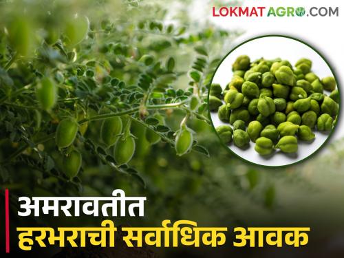 This variety of gram eats the highest price; Know the detailed market price | हरभऱ्याचा हा वाण खातोय सर्वाधिक भाव; जाणून घ्या सविस्तर बाजारभाव