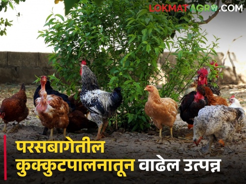 Backyard poultry farming is a profitable business | परस बागेतील कुक्कुटपालन एक फायदेशीर व्यवसाय