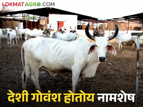 Desi cows are rare at farmers; The number of hybrid cows and buffaloes increased | शेतकऱ्यांच्या दावणीला गावरान गायी दुर्मीळ; संकरित गायी अन् म्हशीची संख्या वाढली