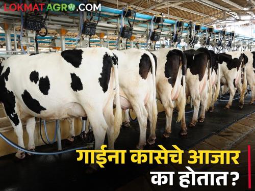 Keep this in mind while milking; Guaranteed money from business | दूध काढतांना हे ठेवा ध्यानी; व्यवसायातून मिळेल हमखास मनी