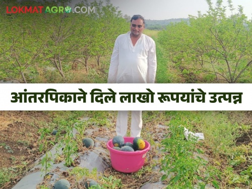 Ashok patil earned income of lakhs of rupees at a low cost as an inter crop in the sitafal garden | अशोक पाटलांनी कमी खर्चात मिळविले लाखो रूपयांचे उत्पन्न सीताफळाच्या बागेत घेतले आंतरपिक