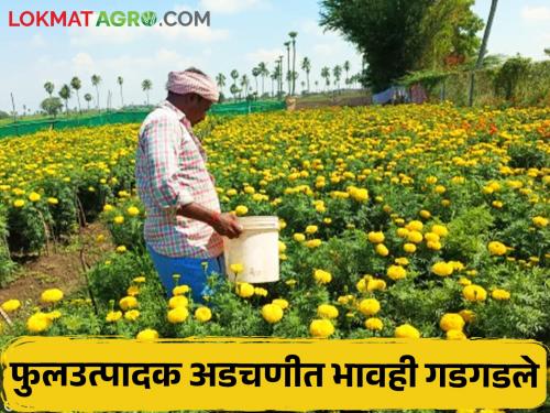 Flower farming, which was in the crisis of market prices, now withered due to water shortage | बाजारभावांच्या संकटात असलेली फुलशेती आता पाण्याअभावी कोमेजली