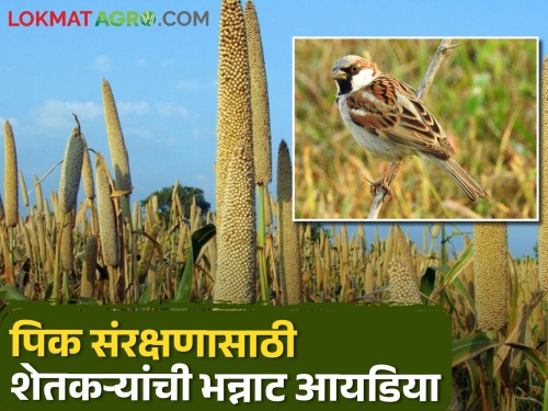 Birds and animals damage summer crop millets; Farmers have found a way | उन्हाळी बाजारीची प्राणी पक्ष्यांकडून नासाडी; शेतकऱ्यांनी लढवली शक्कल