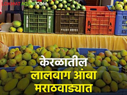 Amras will be tasted before Akshaya Tritiya! Lalbag mango are taking high price | अक्षय्य तृतीयेपूर्वीच चाखायला मिळणार आमरस! लालबागचा आंबा खातोय भाव