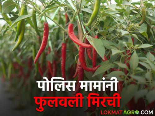 Police uncle flourished pepper cultivation on two acres of Murmad land | पोलिस मामांनी दोन एकर मुरमाड जमिनीवर फुलवली मिरचीची शेती