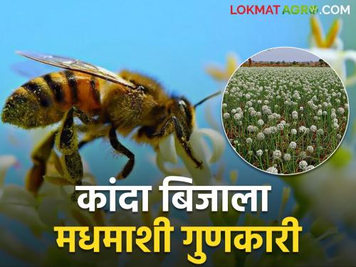 Onion seed production will decrease this year because of honeybees | यंदा कांदा बिजाचे उत्पादन घटणार; मधमाश्या ठरताहेत करणीभूत?